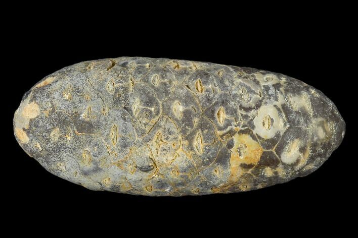 Agatized Seed Cone (Or Aggregate Fruit) - Morocco #114556